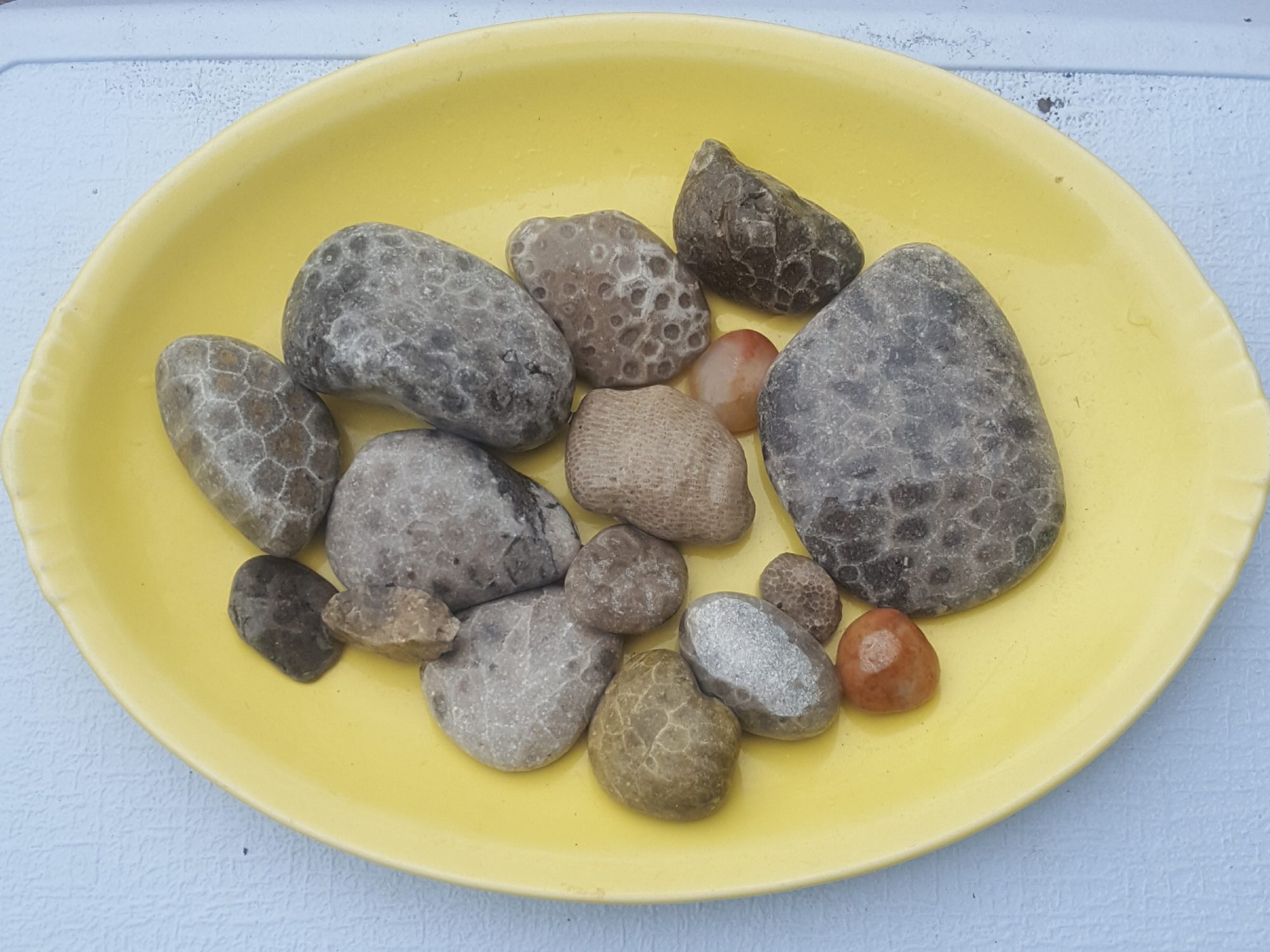 Group of fossilized rocks and petoskey stones found at lake michigan beaches in traverse city and leelanau county.