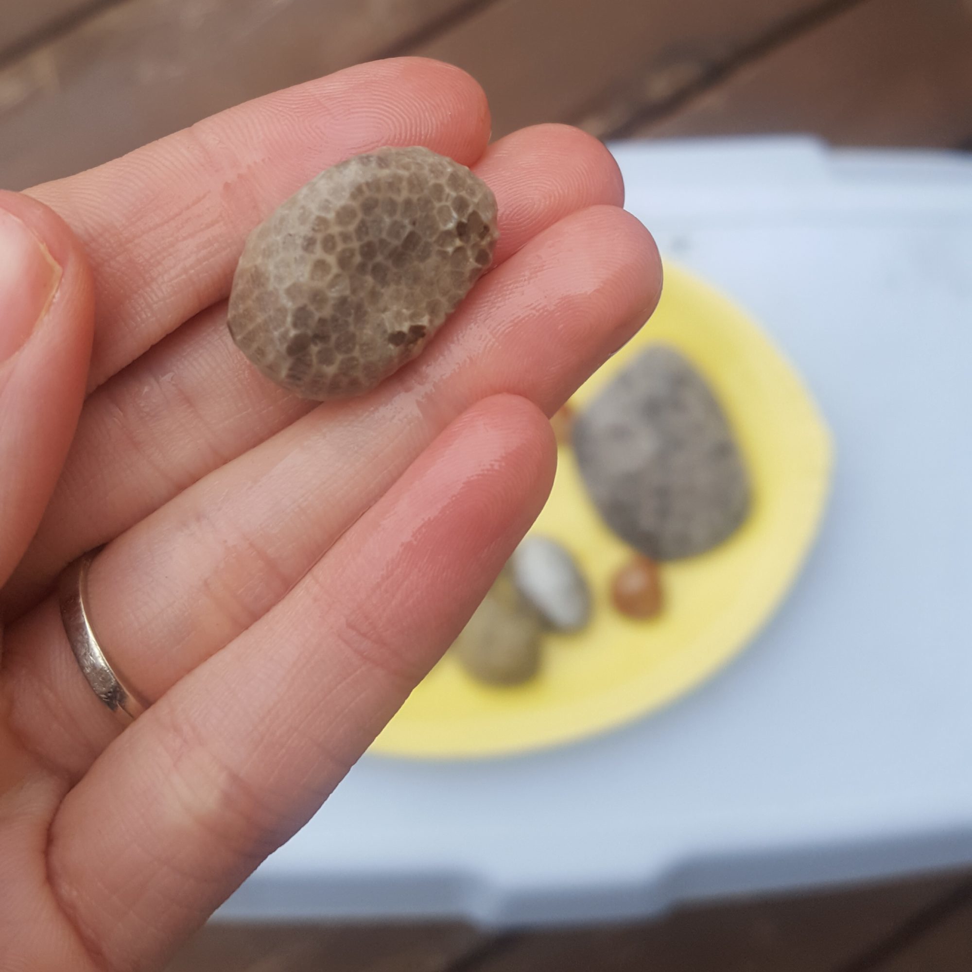A honeycomb fossilized stone found at a lake michigan beach in leelanau county.