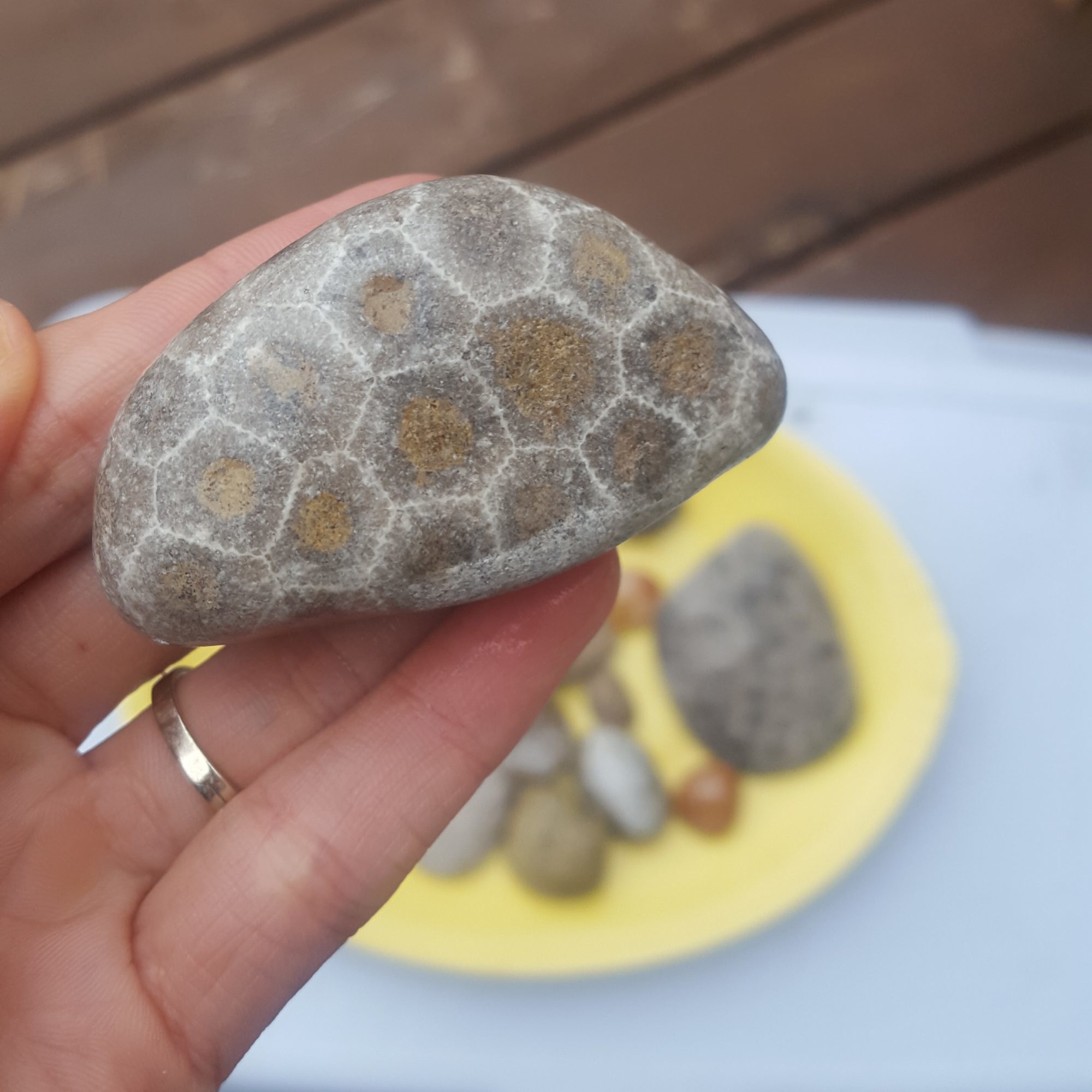 A petoskey stone found at a lake michigan beach in leelanau, michigan