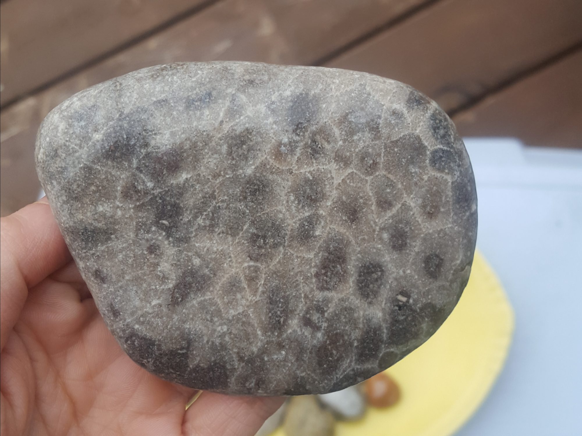 A large Petoskey Stone Found at Van's Lake Michigan beach, Leland Beach in Leelanau County, Michigan.